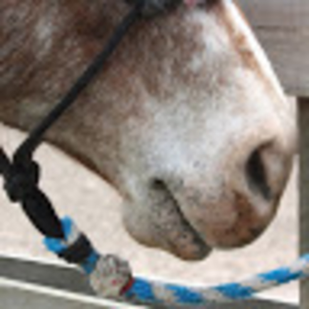 Meet your Posher, Lilly